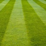 Fertilizzante per erba: tipologie e caratteristiche distintive