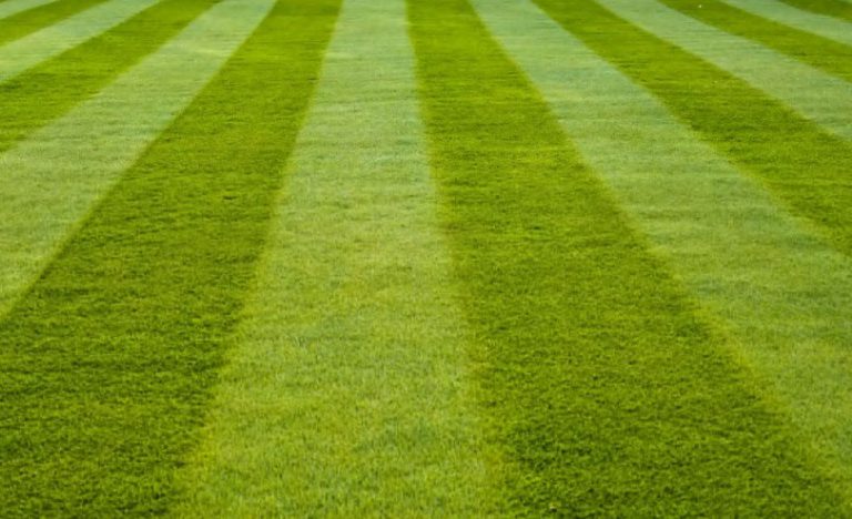 Fertilizzante per erba: tipologie e caratteristiche distintive